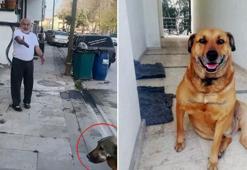 'Paşa' isimli köpeği öldürüp, sahibini de tehdit eden sanığa 5 yıl 9 ay hapis