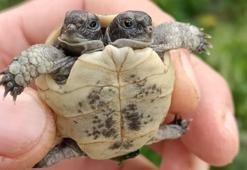Antalya'da çift başlı kaplumbağa yavrusu görüldü