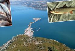Eğirdir Gölü'nde ekokırım: 4 balık türü yok oldu, 6 tür tehdit altında