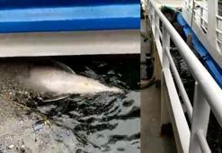 Üsküdar Sahili açıklarında ölü yunus bulundu