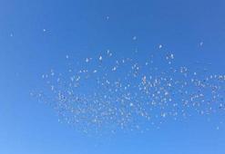 Tarihi On Gözlü Köprü'den 10 bin güvercin gökyüzüne salındı