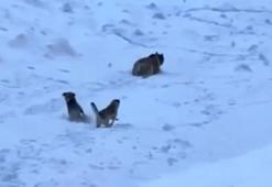 Karlı dağa tırmanan dağcıları, ayı saldırısından Kangal köpekleri kurtardı