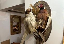 Kadıköy'de yüzlerce hayvan boynuzu ele geçirildi