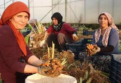 Çiftçinin yeni umudu 'zerdeçal' yüzleri güldürüyor