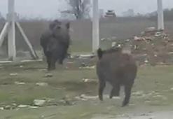 Malatya'da yola inen domuz sürüsü kamerada