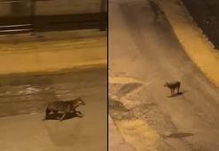 Amasya’da aç kalan çakallar kente indi