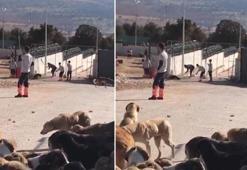 Köpeğin kürekle öldürülmesinde, 2 kişiye 6’şar yıl hapis istenen iddianame kabul edildi