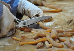 Manisa'da saçılacak 7 ton mesir macununun yapımına başlandı