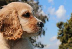 Ev hayvanları, 31 Aralık'a kadar PETVET'e kaydedilecek