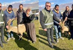 Yırtıcı hayvanların saldırdığı yaban keçisi, koyun sürüsüne karışıp canını kurtardı