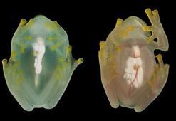 Bilim insanları: Cam kurbağalar, pıhtı atmasının çözümünü barındırıyor olabilir