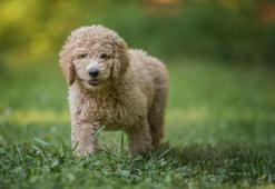 “Annelerinden erken ayrılan cins köpekler, tür özelliklerini gösteremeyebilir"