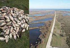 İstilacı İsrail sazanının av sahasının genişletilmesi isteği