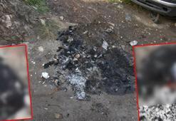 Zeytinburnu'nda köpeği yakarak öldürdüler