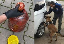 Salça bidonundaki uyuşturucuyu 'Hera' buldu