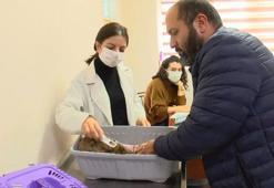 İstanbul İl Tarım Müdürü: 220 bin kedi, 103 bin köpeğe çip takıldı