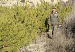 Ormancılardan kaçak çam kesimine karşı nöbet