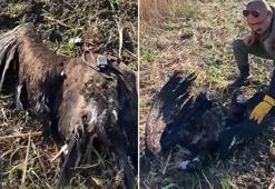 Uydu vericili kara akbaba, Çatalca'da silahla öldürüldü