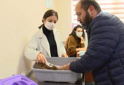 Ev hayvanlarına çip uygulamasında son 2 gün