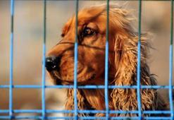 Evcil hayvanlara çip uygulamada yasal süre doldu, sokağa terk edilmeler arttı