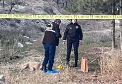 Ankara'da tüfekle vurulmuş 4 köpek ölüsü bulundu