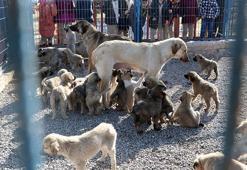 Barınağın 3 süt annesi