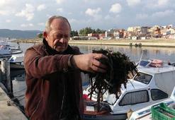 Balıkçıların Sarıçay'daki 'ölü yosun' sorunu