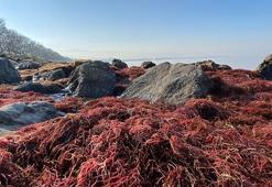 İzmit Körfezi sahil şeridi, kırmızı yosunla kaplandı