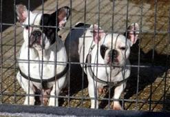 Avcılar'da vefalı 2 köpek için çok sayıda sahiplenme başvurusu