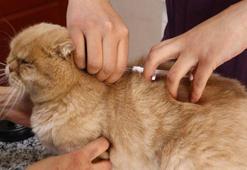 6 milyon hayvandan yüzde 25'i çiplendi