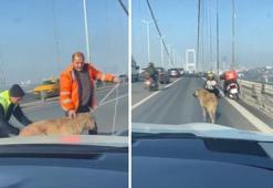 15 Temmuz Köprüsü'nde köpeğe yardım edenler konuştu