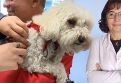 Evcil hayvanlarda bitirilemeyen kuduz, aşı tedarikini zorladı