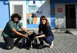 Fizik tedavi sonrası yürüteçle yürümeye başlayan 'Karam', yuvasına kavuştu