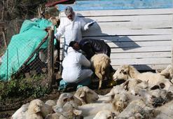 Hayvanlarda çiçek hastalığı görüldü, 50 köy karantinaya alındı
