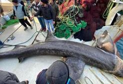 Urla'da 10 metrelik 'camgöz' yakalandı