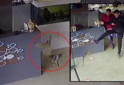 Atmaca, yakaladığı kumru ile balıkçıya girdi