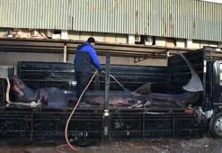 İzmir'de yakalanan köpek balığı eğitim amaçlı mumyalanıp, sergilenecek