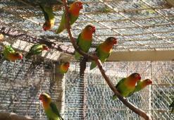 Satışı yasak 26 papağan ile 6 sakaya el koyuldu