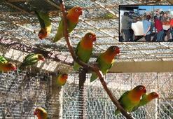 Satışı yasak 26 papağan ile 6 sakaya el koyuldu