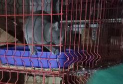 Pet shop'ta kaçak evcil hayvan satışına 22 bin lira ceza