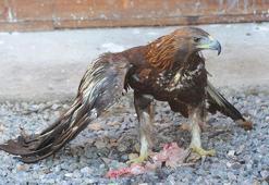 Tüfekle vurulup kanadını kaybeden 'kaya kartalı', Engelli Kuşlar Barınağı'nda