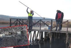 Riva Deresi'nde şikayet arttı; bakanlık inceleme yaptı