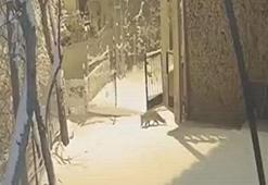 Aç kalıp, köye inen yaban hayvanları kamerada