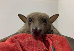 Meyve yarasası köpeğin ağzından kurtarıldı