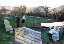 Hava sıcaklarındaki değişkenlik, arıların kış uykusuna geçmesini engelledi