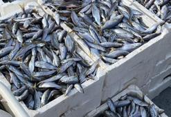 Boğaz'da kaçak trol ağında 400 kilogram balık ele geçirildi