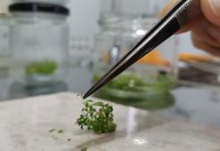 Klonlanan 6 bitki türünden 40 bin fidan