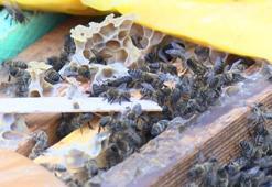 Arıcılardan suç duyurusu