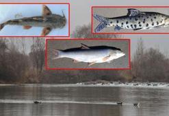 Dicle Nehri'nde 3 balık türü tehlikede