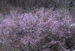 İstanbul'da 'yalancı bahar'